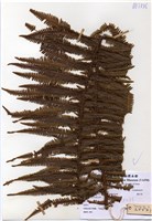 藏品(芒萁)的圖片